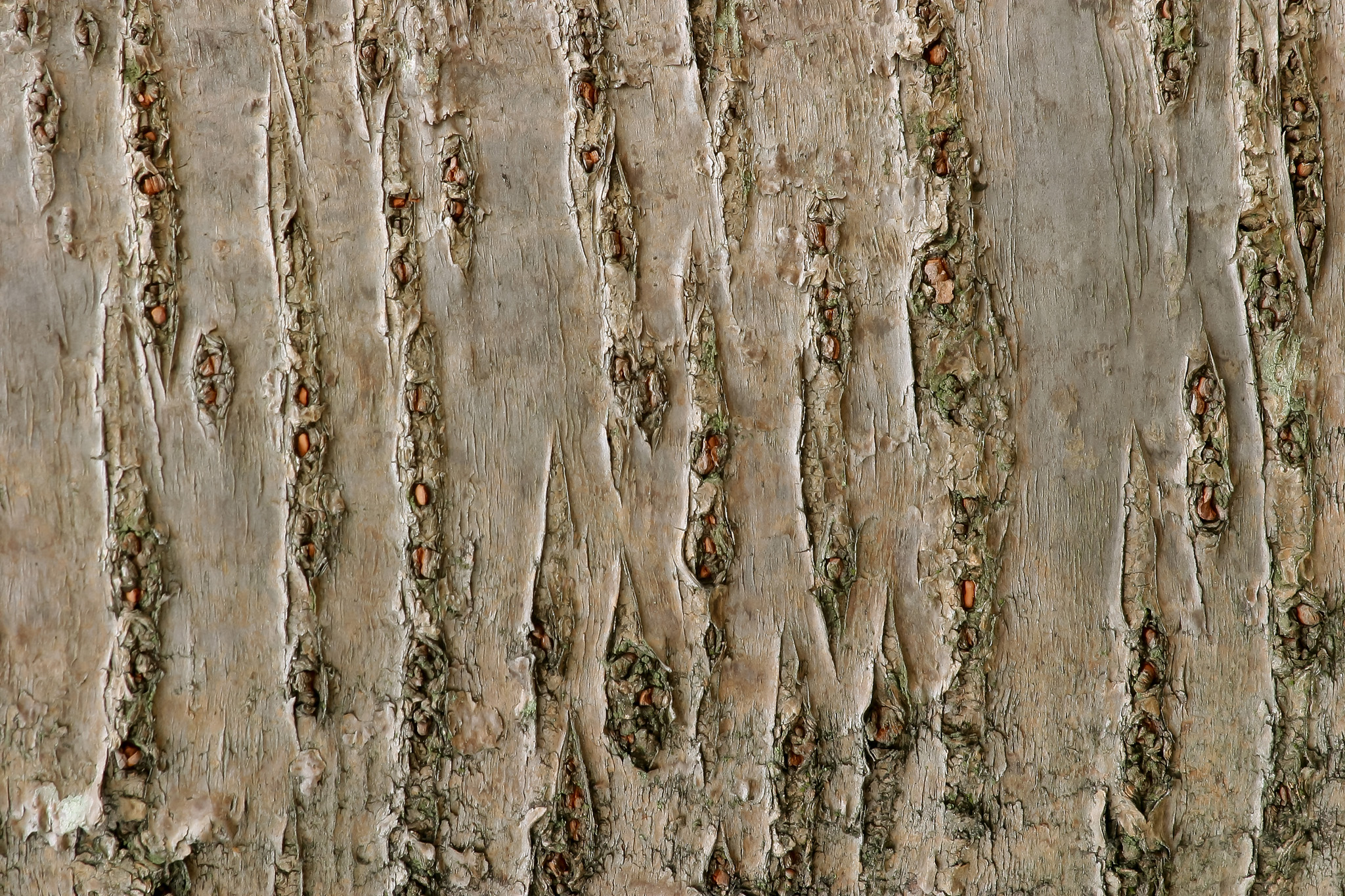 桜の木の樹皮のテクスチャ の画像 写真素材を無料ダウンロード 1 背景フリー素材 Beiz Images