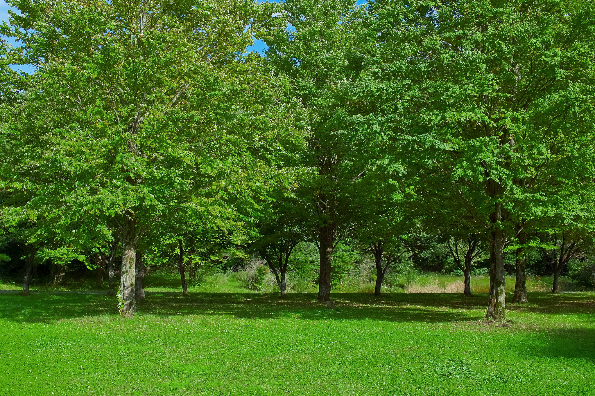 緑の草地の向こうの林 の画像 写真素材を無料ダウンロード 1 フリー素材 Beiz Images
