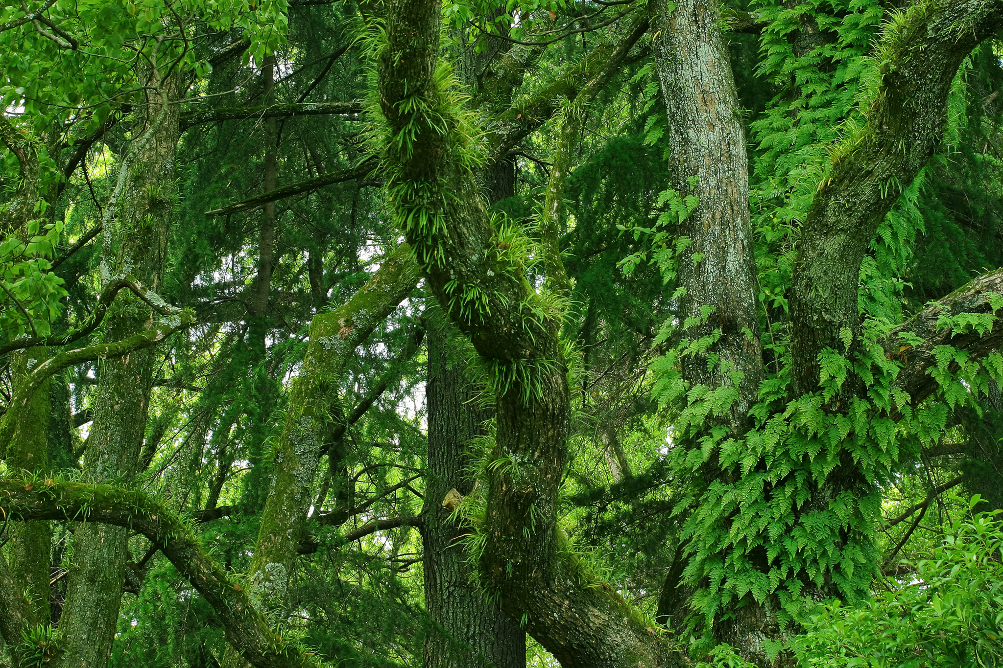 鬱蒼とした草木生える樹海 の画像 写真素材を無料ダウンロード 1 フリー素材 Beiz Images