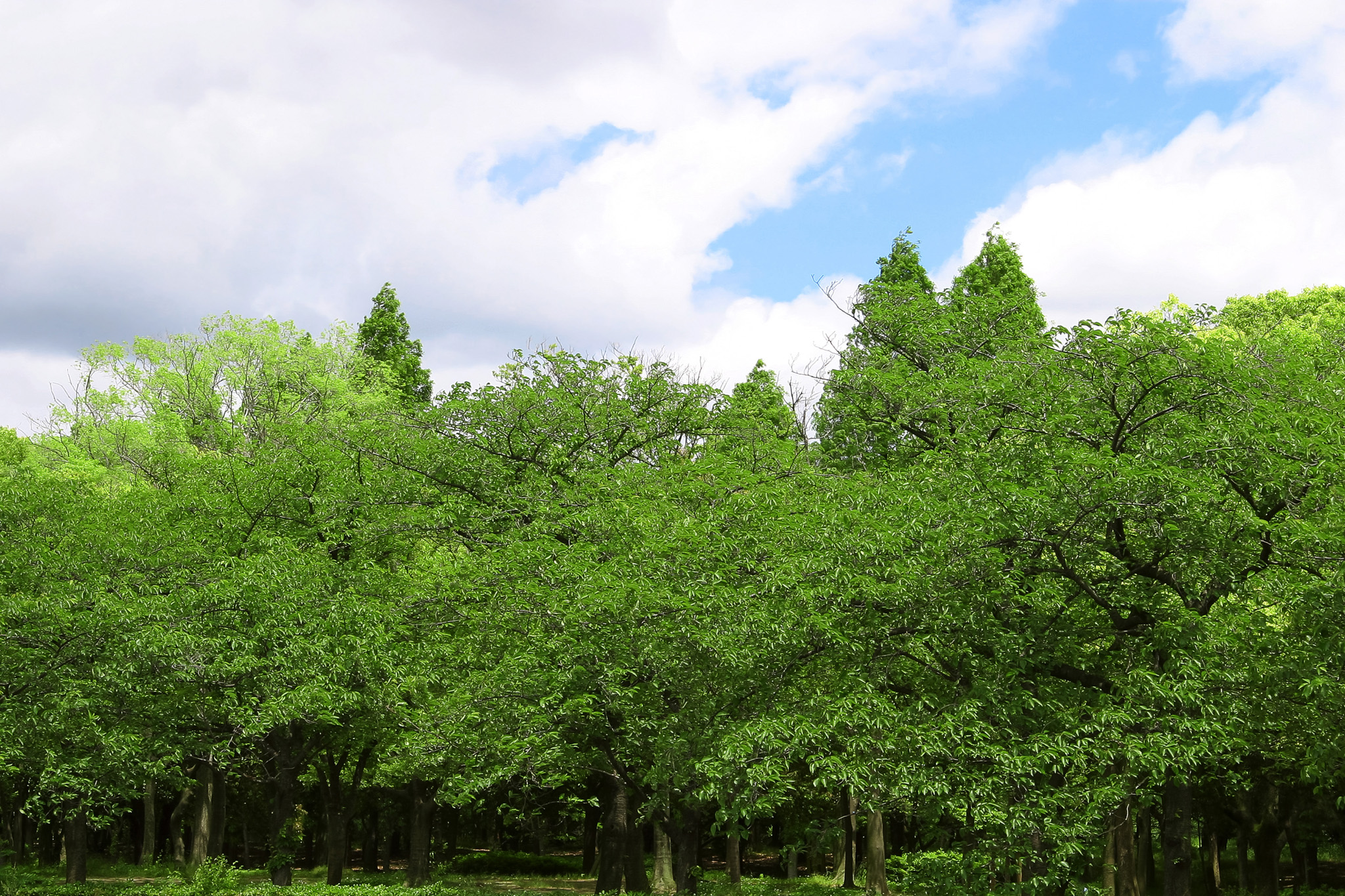 「緑が溢れる新緑の林」のテクスチャを無料ダウンロード