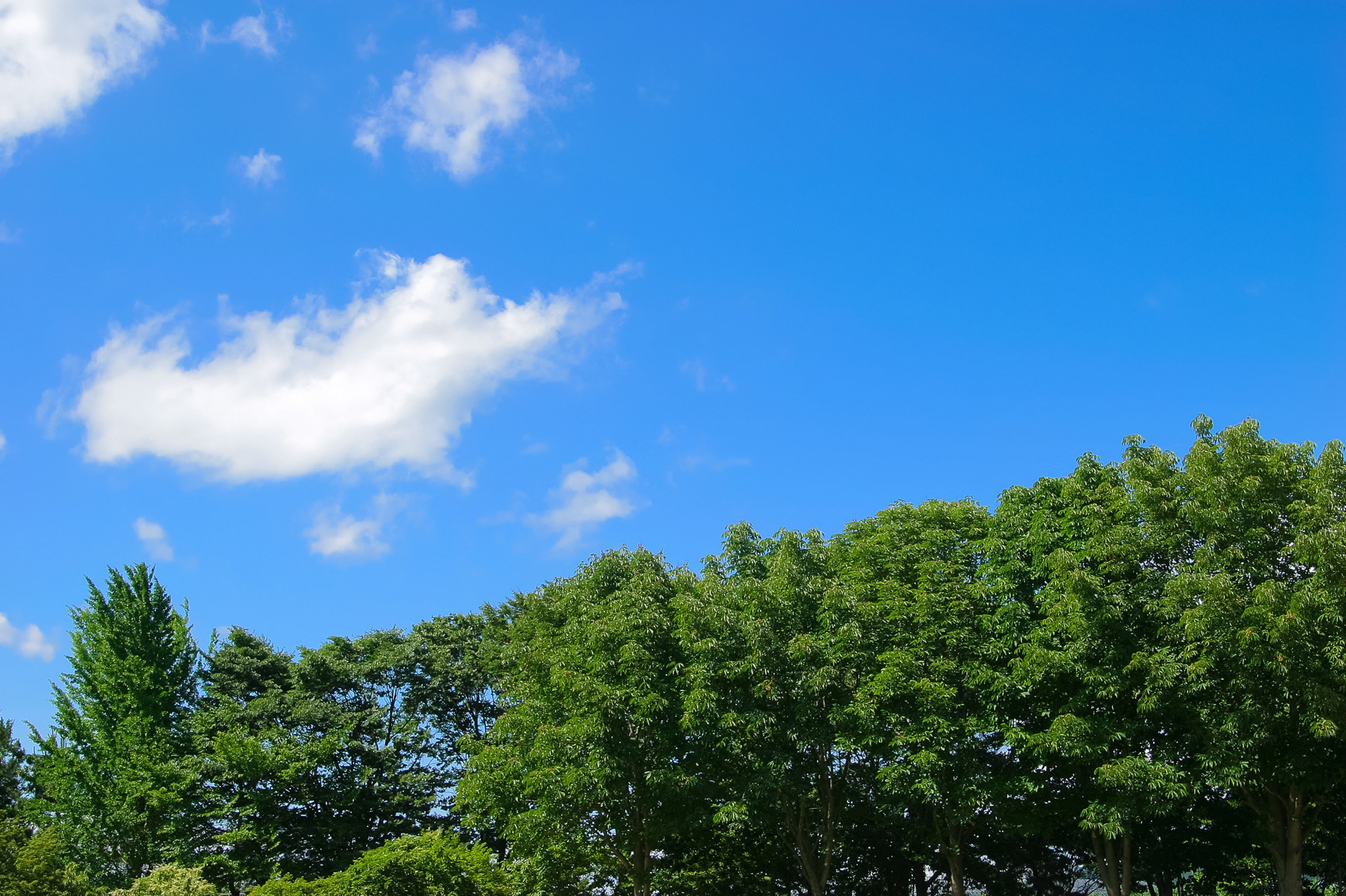 青空と濃い緑の木々 の画像 写真素材を無料ダウンロード 1 フリー素材 Beiz Images