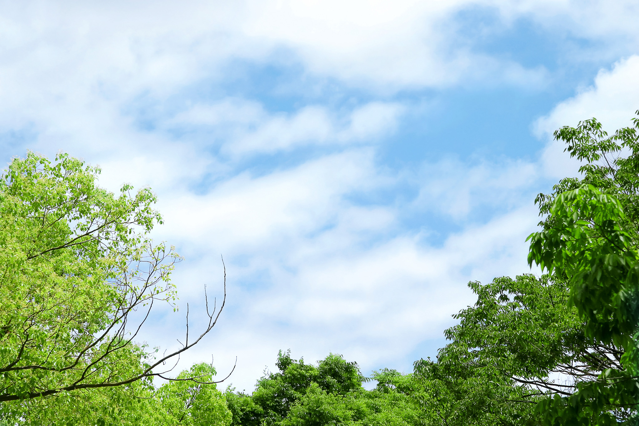 新緑の木々と穏やかな空 の画像 写真素材を無料ダウンロード 1 フリー素材 Beiz Images
