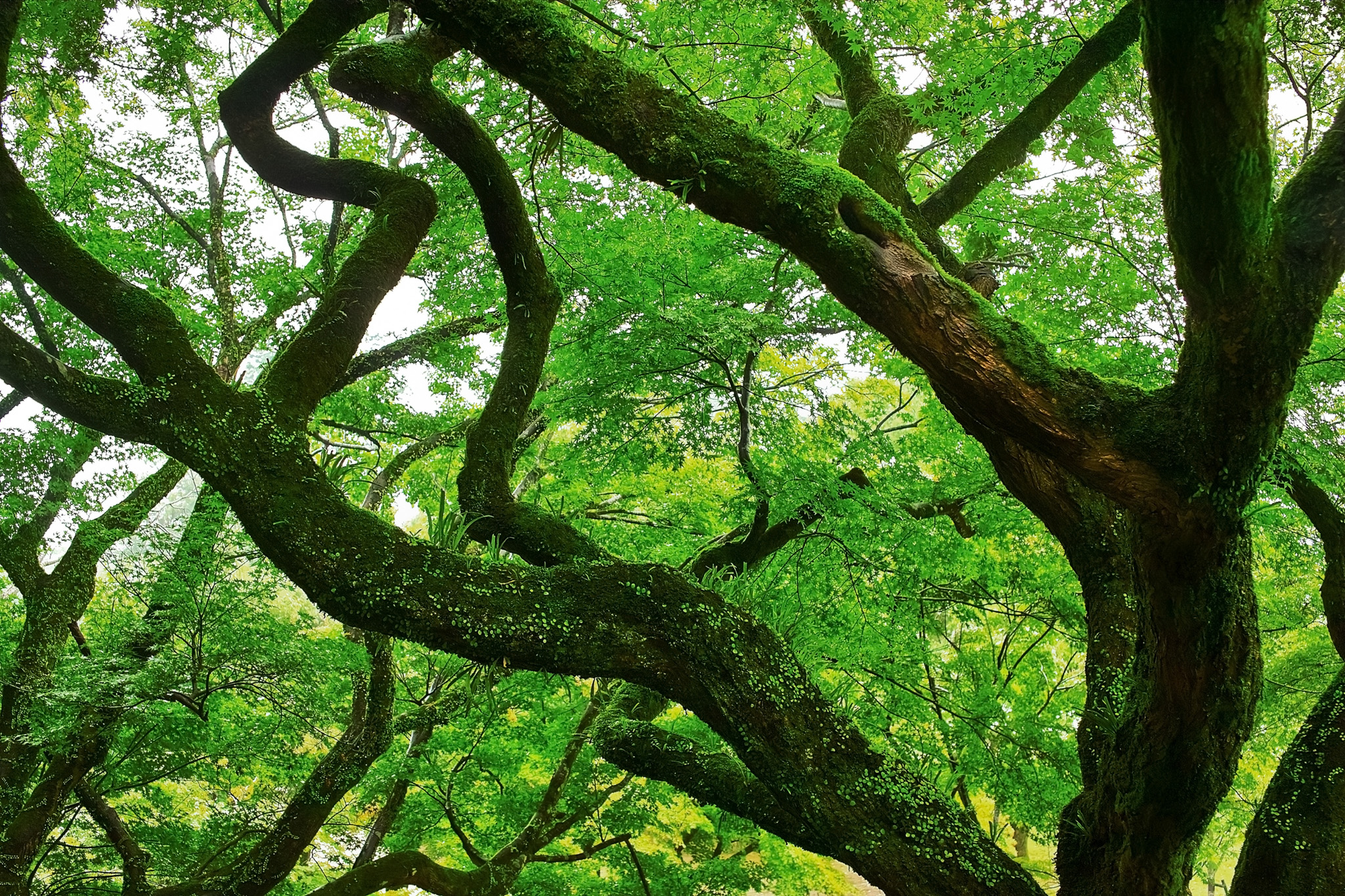 苔を纏う大きな幹の木 の画像 写真素材を無料ダウンロード 1 フリー素材 Beiz Images
