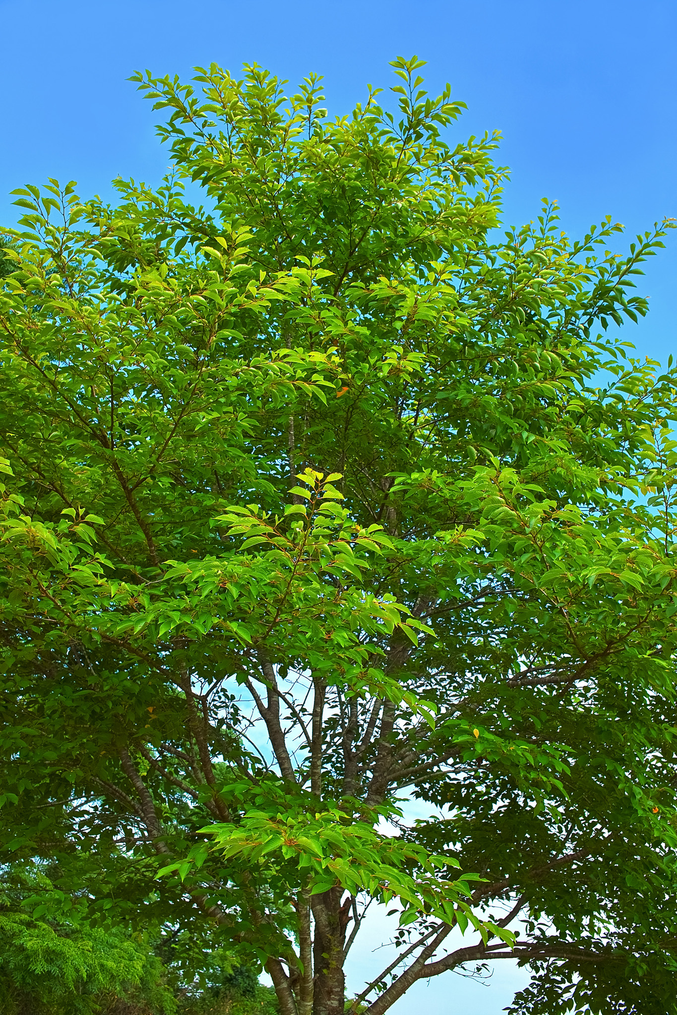 「四季の樹木」のテクスチャを無料ダウンロード
