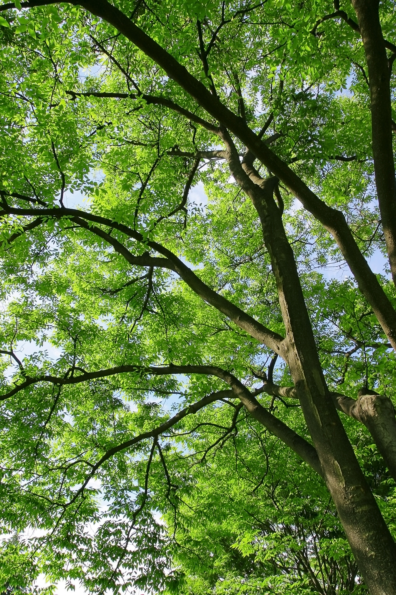 「四季の樹木」のテクスチャを無料ダウンロード