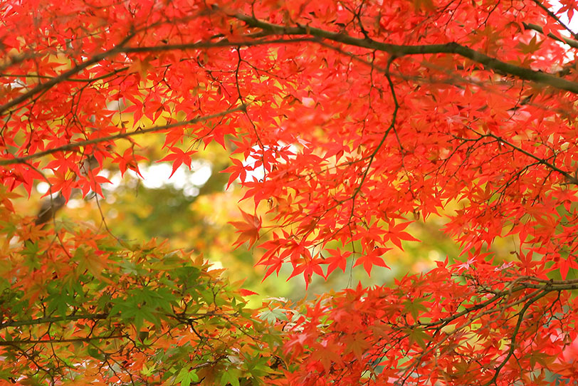 錦秋の紅葉の写真画像