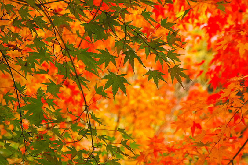美しい青葉と紅葉の秋背景の写真画像
