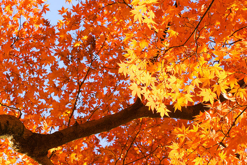 鮮やかに黄葉する初秋の風景の写真画像