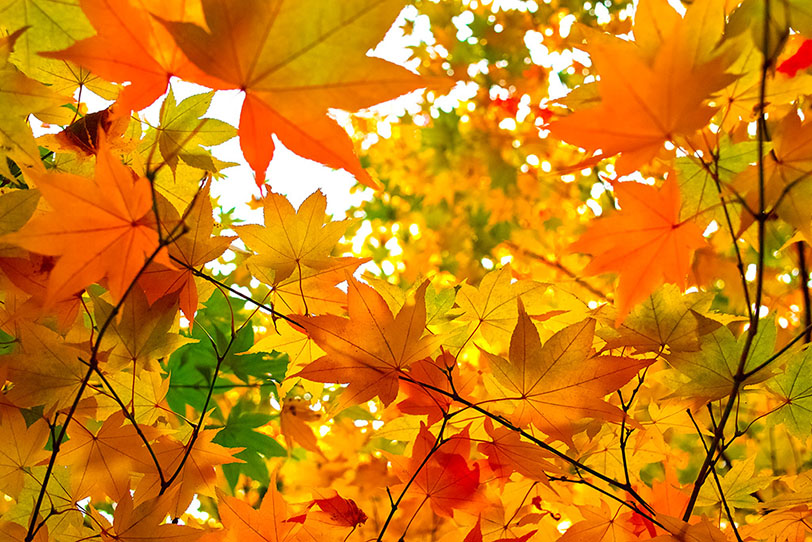 秋色に染まる楓の葉の写真画像