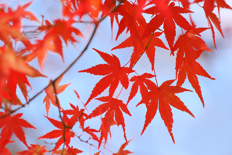 真っ赤なモミジの葉と秋の青空の写真画像