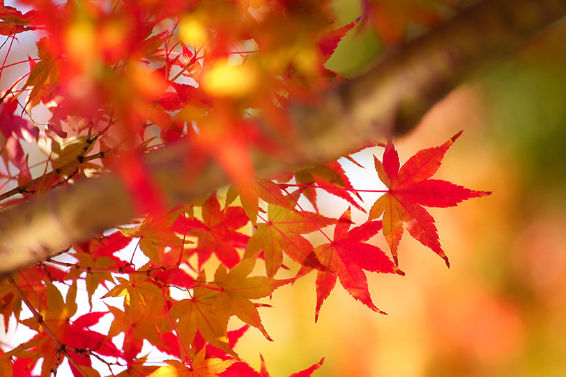 色彩豊かな木々が織りなす秋の森の写真画像