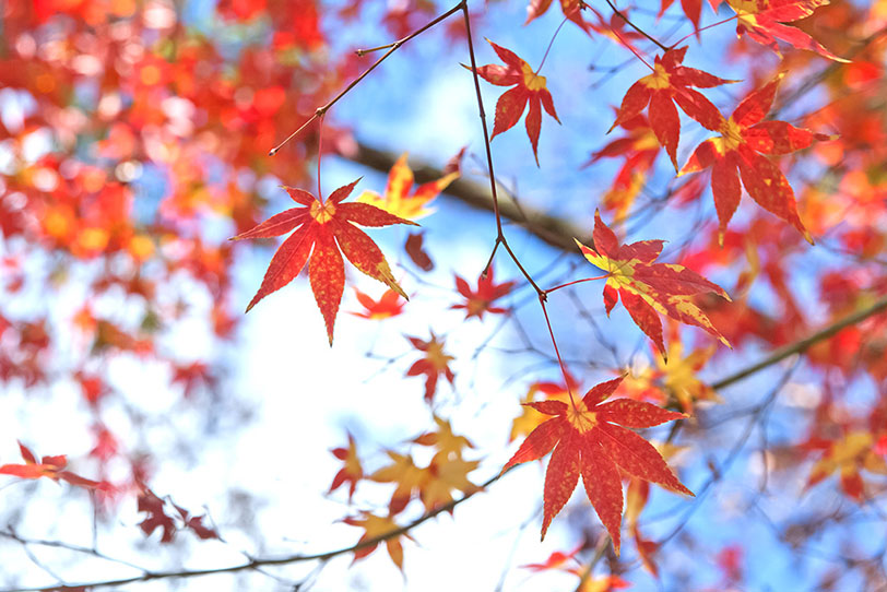 秋の澄んだ空に映える紅葉の写真画像