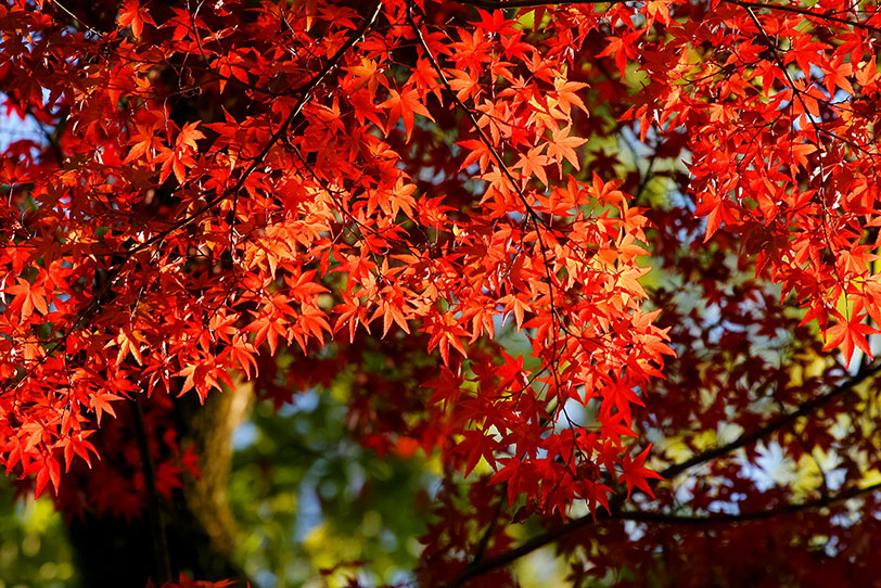 日を浴びる紅葉の木の写真画像