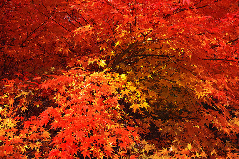 美しい紅葉と黄葉の背景の写真画像