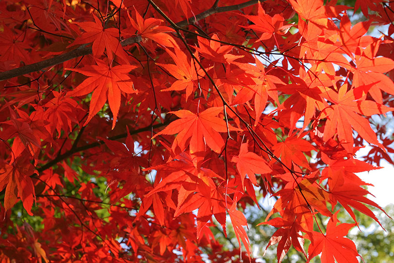 真っ赤に色づく紅葉の写真画像