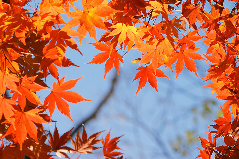 オレンジ色の葉のフレームの写真画像
