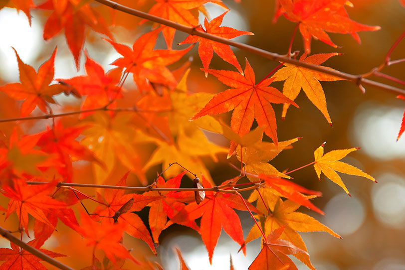 秋を感じる朱色と橙色のモミジの写真画像