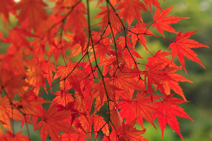 赤と緑が美しい初秋の林の写真画像