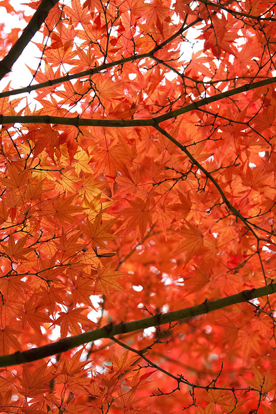 華やかな赤橙色の紅葉の写真画像