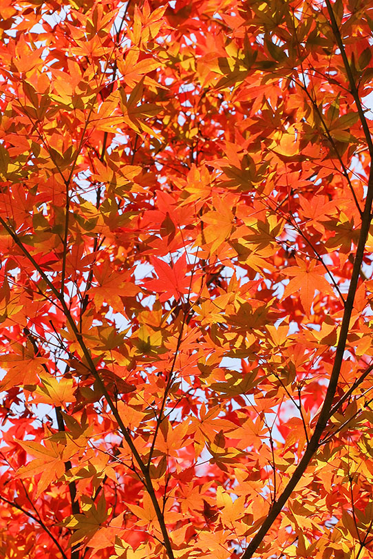 秋色一面の紅葉背景の写真画像