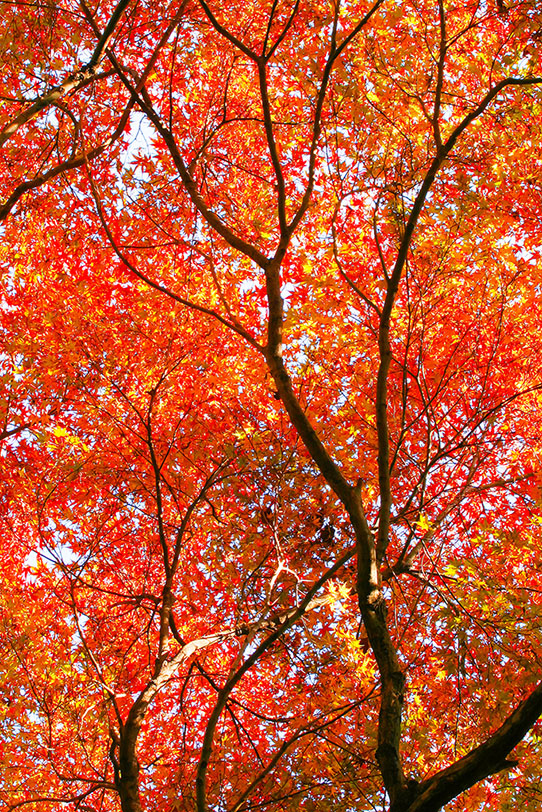 無数の赤い紅葉の葉の写真画像