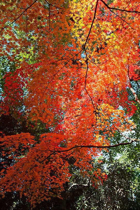 緑の背景に紅葉が垂さがるの写真画像