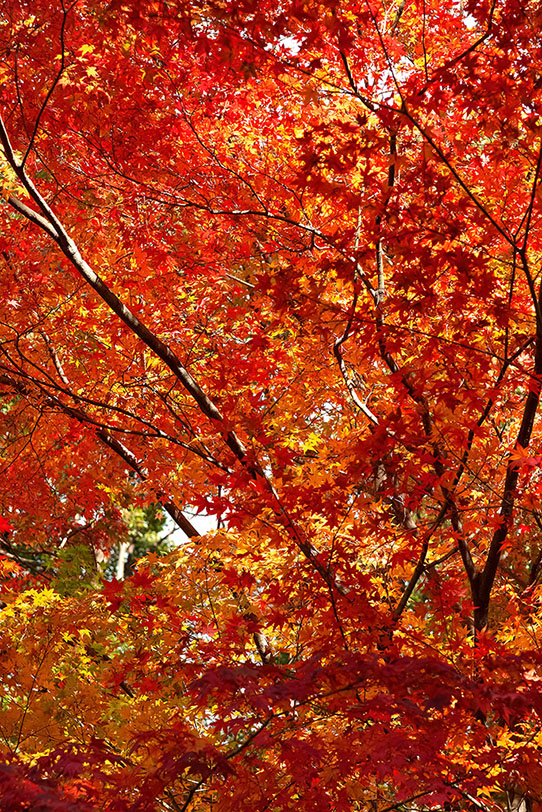 秋の光に輝く紅葉の木の写真画像
