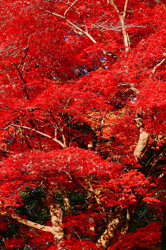 深紅に染まり紅葉する木の写真画像