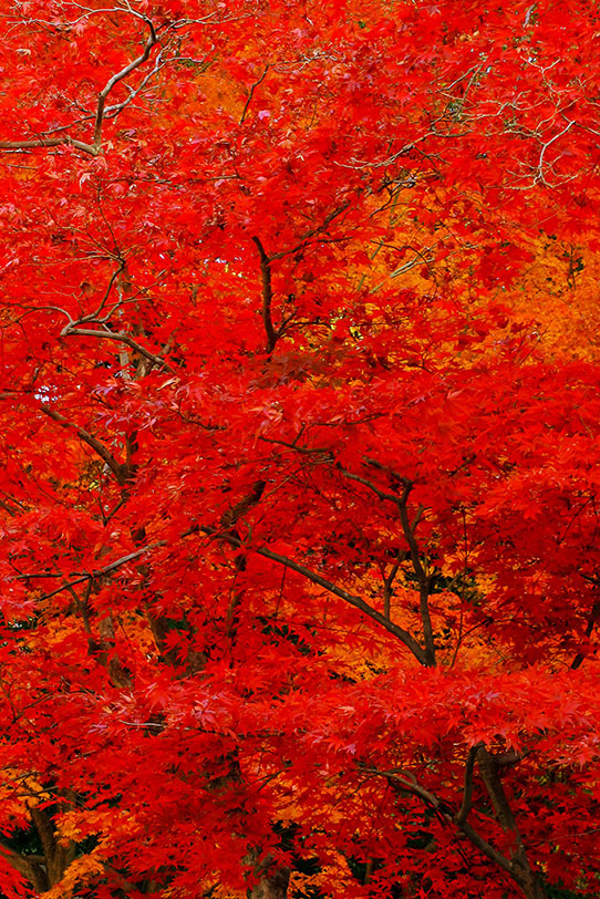 紅に染まった紅葉の背景の写真画像