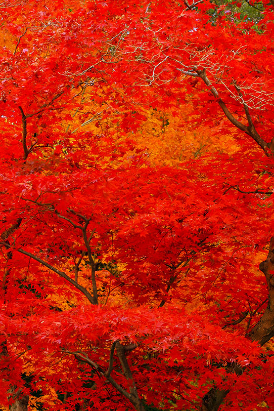 紅葉と黄葉が混ざる木の写真画像