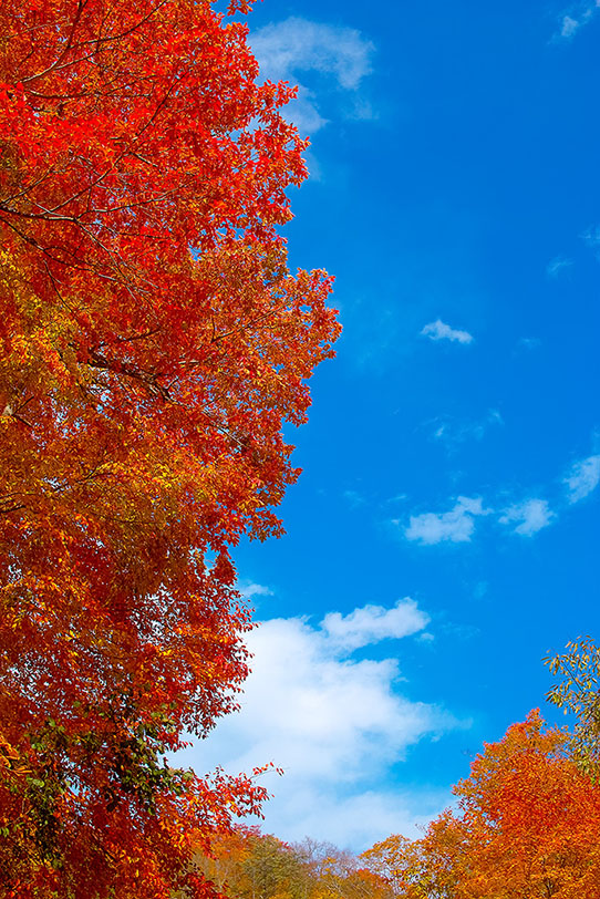 秋の青空と紅葉の背景の写真画像