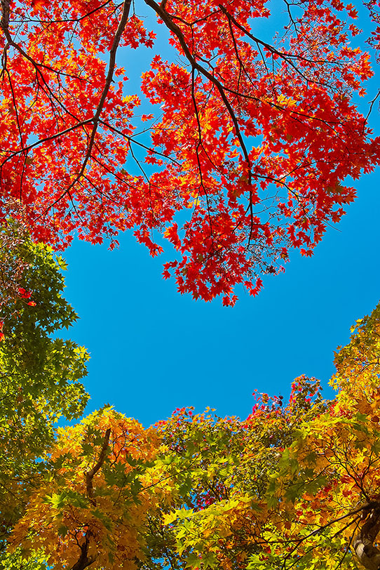 空と赤黄緑のモミジの葉の写真画像