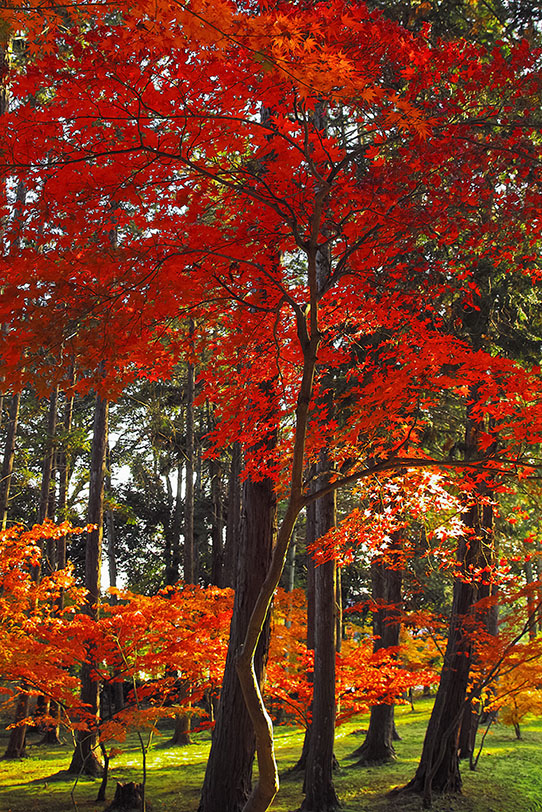 光差し込む紅葉の林の写真画像