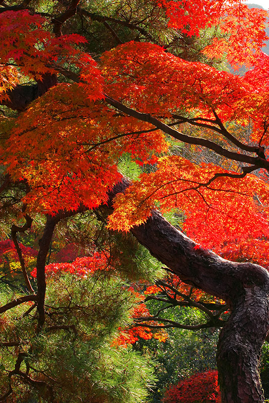 紅葉と松の日本の秋の写真画像