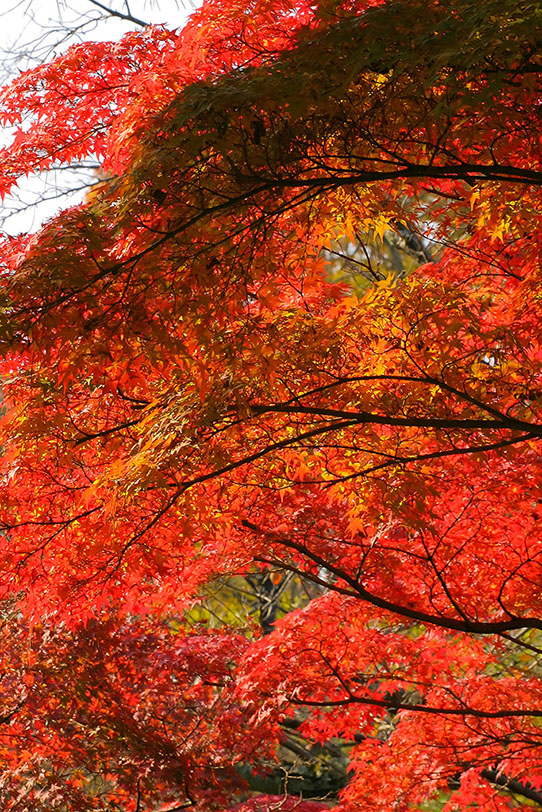 紅葉を沢山付けたもみじの木 の画像 写真素材を無料ダウンロード 1 フリー素材 Beiz Images