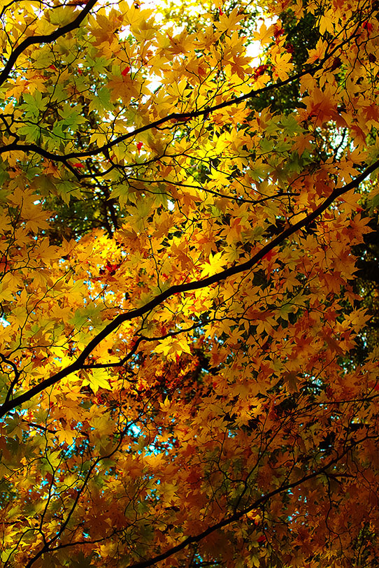 黄葉を照らす初秋の陽射しの写真画像