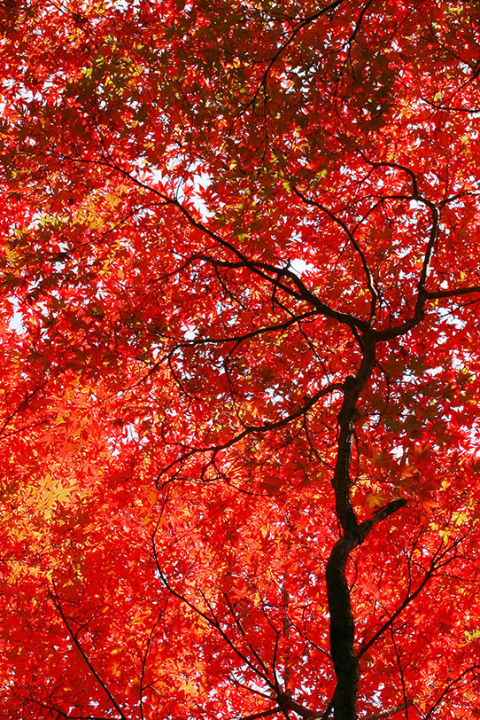 赤く染まる無数のもみじの葉 の画像 写真素材を無料ダウンロード 1 フリー素材 Beiz Images