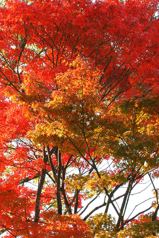 白背景に映える紅葉と黄葉の写真画像