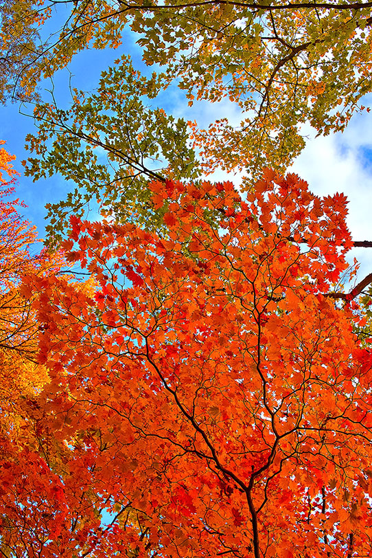 青空に伸びる赤い楓の葉の写真画像