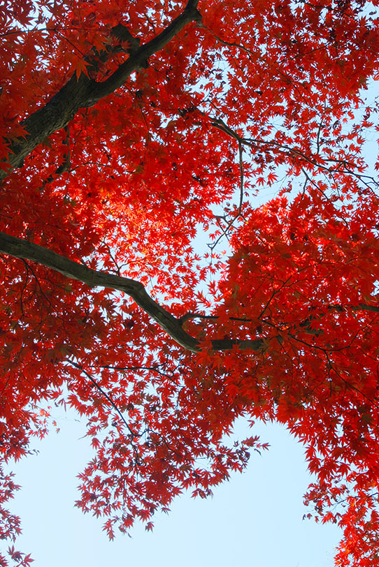 空から降り落ちる様な紅葉の写真画像