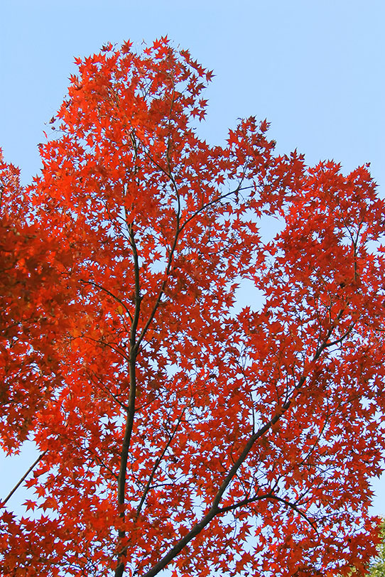 紅葉する木と水色の空の写真画像