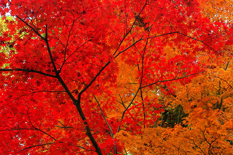 紅葉の葉の写真画像