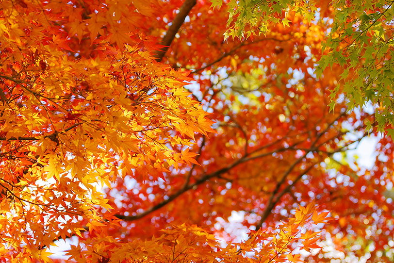 紅葉の葉の写真画像