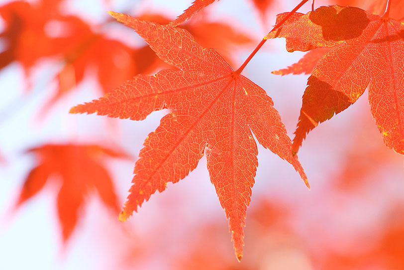 秋の紅葉の写真画像