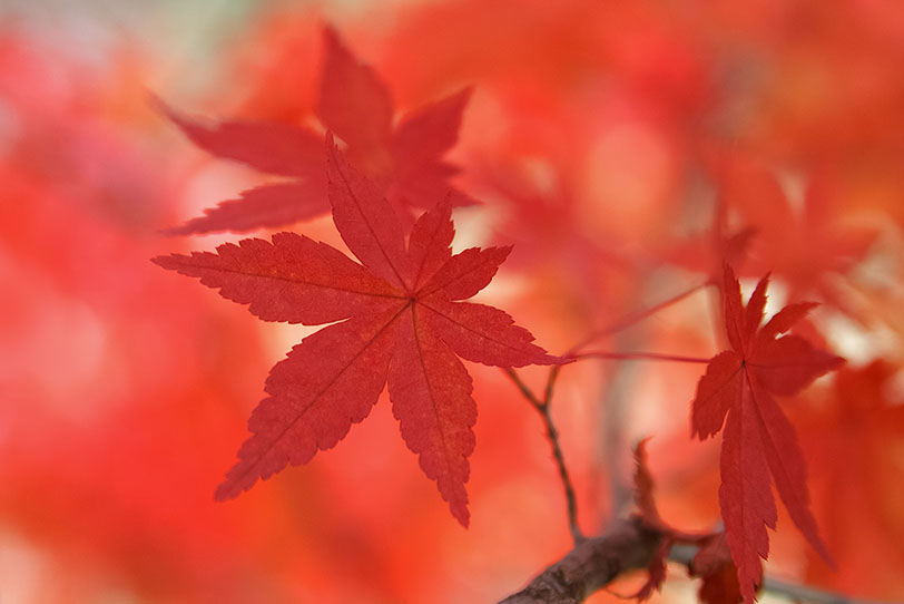秋の紅葉の写真画像