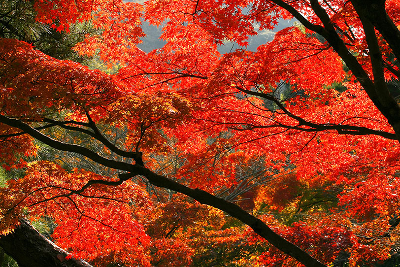 綺麗な紅葉の写真画像