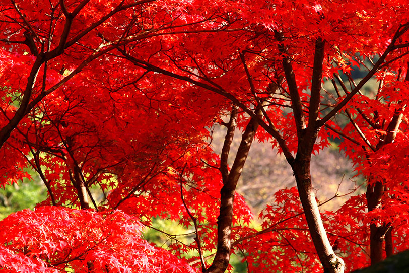 綺麗な紅葉の写真画像