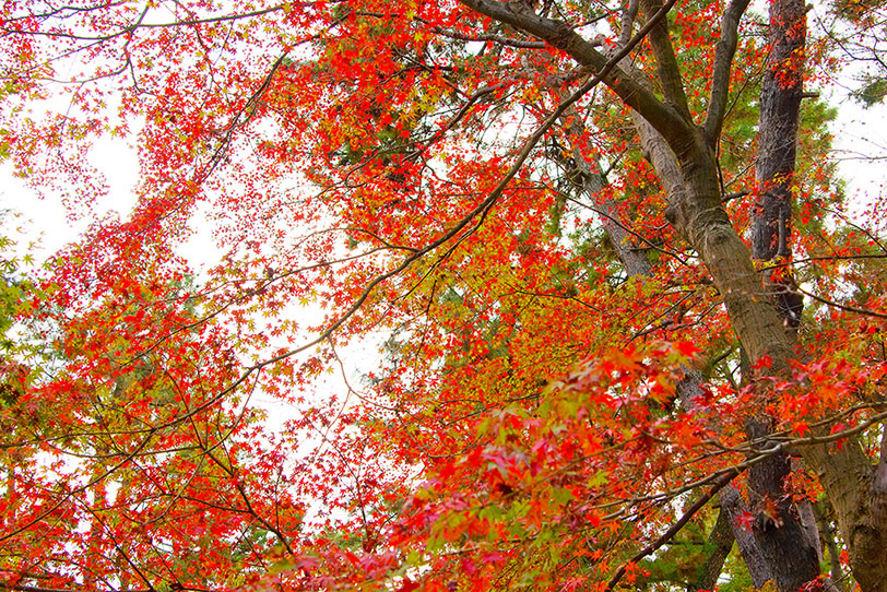 紅葉の景色の写真画像