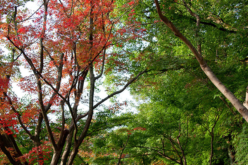 紅葉の景色の写真画像