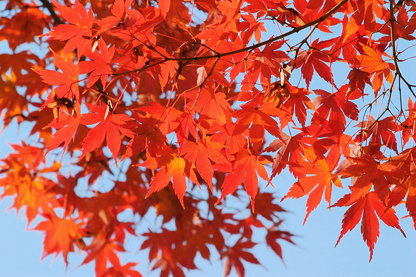紅葉の木の写真画像